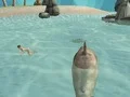 Play Shark Simulator Beach Killer - Free Online Game