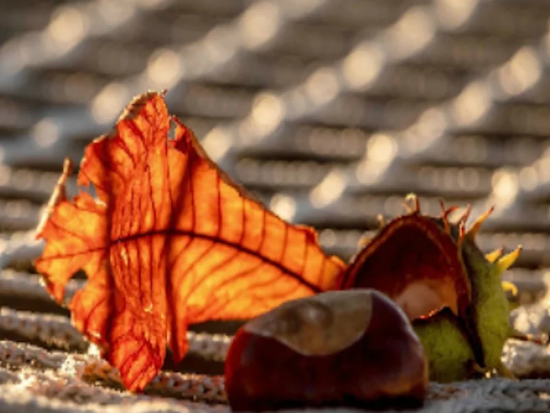 Play chestnut-nature-autumn-jigsaw - Free Online Game