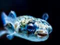 Play puffer-fish-jigsaw - Free Online Game