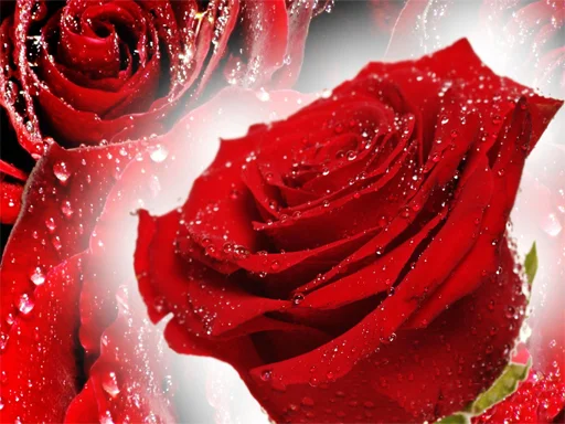 Play red-roses - Free Online Game
